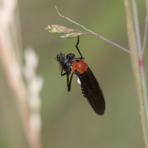 Cabasa pulchella at Cotter River, ACT - 11 Jan 2019