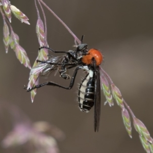 Cabasa pulchella at Cotter River, ACT - 11 Jan 2019