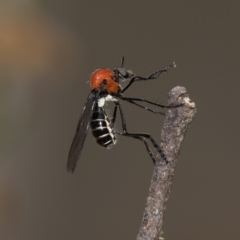 Cabasa pulchella at Cotter River, ACT - 11 Jan 2019