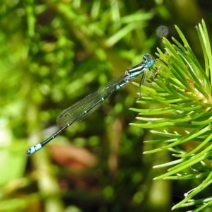 Austroagrion watsoni at Acton, ACT - 21 Jan 2019 11:27 AM