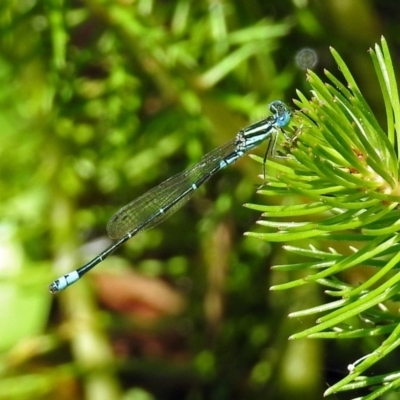 Austroagrion watsoni (Eastern Billabongfly) at Acton, ACT - 21 Jan 2019 by RodDeb