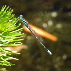 Austroagrion watsoni at Acton, ACT - 21 Jan 2019 11:27 AM