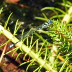 Austroagrion watsoni at Acton, ACT - 21 Jan 2019 11:27 AM