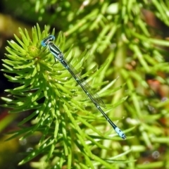 Austroagrion watsoni at Acton, ACT - 21 Jan 2019