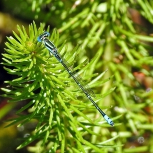 Austroagrion watsoni at Acton, ACT - 21 Jan 2019 11:27 AM