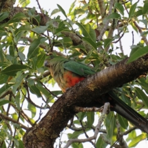 Alisterus scapularis at Curtin, ACT - 22 Jan 2019