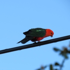 Alisterus scapularis at Curtin, ACT - 22 Jan 2019