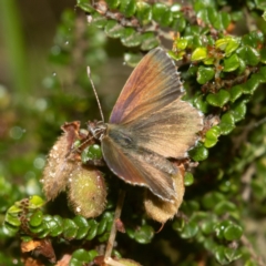 Neolucia agricola (Fringed Heath-blue) at Cotter River, ACT - 11 Jan 2019 by RFYank