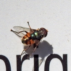 Austalis copiosa (Hover fly) at Canberra Central, ACT - 21 Jan 2019 by RodDeb