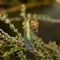 Chrysopidae (family) (Unidentified Green lacewing) at Cotter River, ACT - 11 Jan 2019 by RFYank