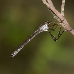 Leptogaster sp. (genus) (Robber fly) at Cotter River, ACT - 10 Jan 2019 by RFYank