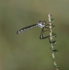 Leptogaster sp. (genus) at Cotter River, ACT - 11 Jan 2019 10:05 AM