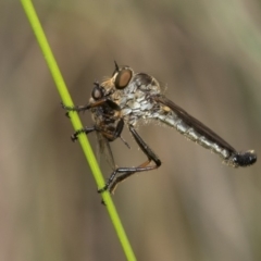 Cerdistus sp. (genus) (Yellow Slender Robber Fly) at Cotter River, ACT - 11 Jan 2019 by RFYank