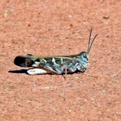 Oedaleus australis (Australian Oedaleus) at Canberra Central, ACT - 20 Jan 2019 by RodDeb