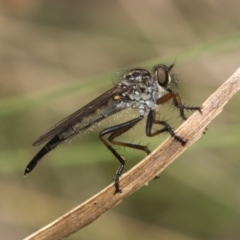 Cerdistus sp. (genus) (Yellow Slender Robber Fly) at Cotter River, ACT - 11 Jan 2019 by RFYank