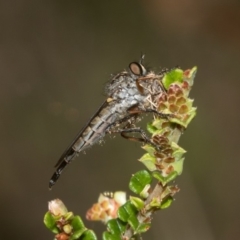 Cerdistus sp. (genus) (Slender Robber Fly) at Cotter River, ACT - 10 Jan 2019 by RFYank