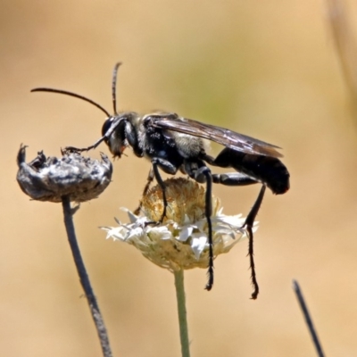 Sphex sp. (genus) (Unidentified Sphex digger wasp) at Acton, ACT - 21 Jan 2019 by RodDeb