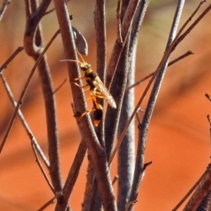 Sceliphron laetum at Canberra Central, ACT - 21 Jan 2019