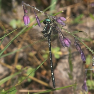 Eusynthemis guttata at Cotter River, ACT - 11 Jan 2019 10:58 AM