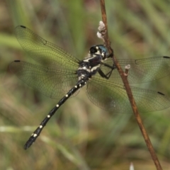 Eusynthemis guttata at Cotter River, ACT - 11 Jan 2019 10:58 AM