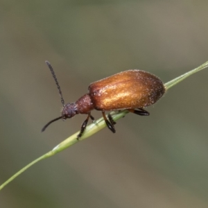 Ecnolagria grandis at Cotter River, ACT - 11 Jan 2019