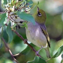 Zosterops lateralis at Acton, ACT - 21 Jan 2019 08:41 AM