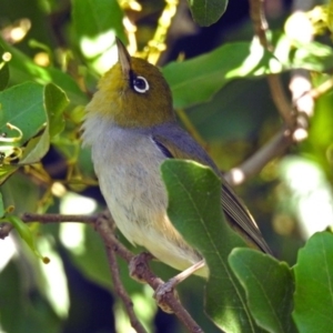 Zosterops lateralis at Acton, ACT - 21 Jan 2019 08:41 AM