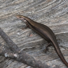 Pseudemoia entrecasteauxii (Woodland Tussock-skink) at Bimberi Nature Reserve - 11 Jan 2019 by RFYank