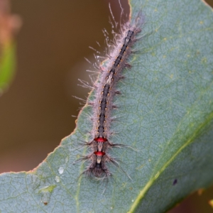 Genduara subnotata at Cotter River, ACT - 11 Jan 2019