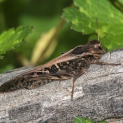 Gastrimargus musicus (Yellow-winged Locust or Grasshopper) at Paddys River, ACT - 11 Jan 2019 by RFYank