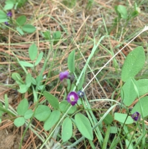 Glycine tabacina at Cooma, NSW - 22 Jan 2019 03:38 PM