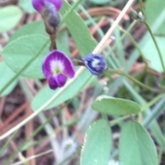 Glycine tabacina at Cooma, NSW - 22 Jan 2019 03:38 PM