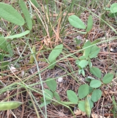 Glycine tabacina at Cooma, NSW - 22 Jan 2019 03:38 PM