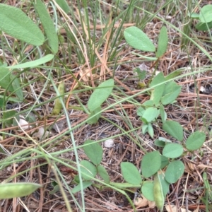 Glycine tabacina at Cooma, NSW - 22 Jan 2019 03:38 PM