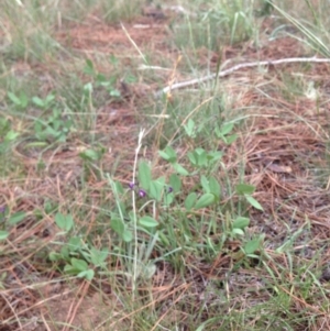 Glycine tabacina at Cooma, NSW - 22 Jan 2019 03:38 PM