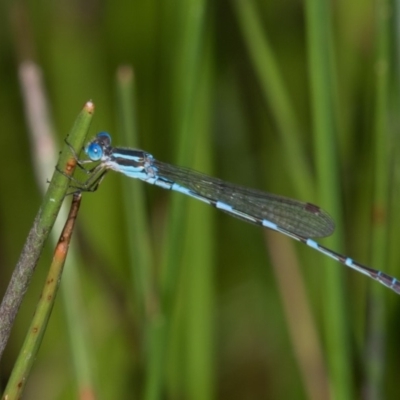 Austrolestes leda (Wandering Ringtail) at Paddys River, ACT - 11 Jan 2019 by RFYank