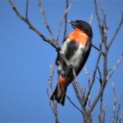 Dicaeum hirundinaceum (Mistletoebird) at Coree, ACT - 21 Jan 2019 by JohnBundock