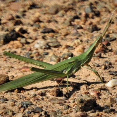 Acrida conica (Giant green slantface) at Woodstock Nature Reserve - 21 Jan 2019 by JohnBundock