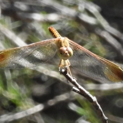 Diplacodes haematodes (Scarlet Percher) at Woodstock Nature Reserve - 21 Jan 2019 by JohnBundock