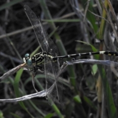 Austrogomphus cornutus (Unicorn Hunter) at Woodstock Nature Reserve - 21 Jan 2019 by JohnBundock