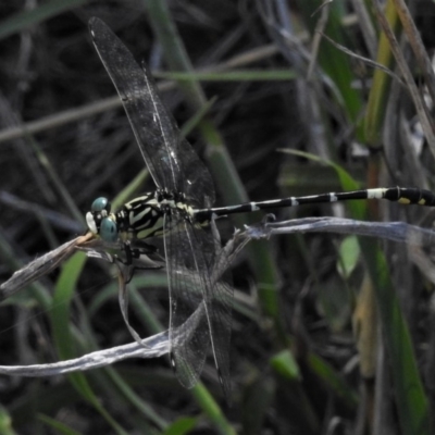 Austrogomphus cornutus (Unicorn Hunter) at Woodstock Nature Reserve - 21 Jan 2019 by JohnBundock