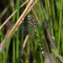 Synthemis eustalacta (Swamp Tigertail) at Paddys River, ACT - 11 Jan 2019 by RFYank