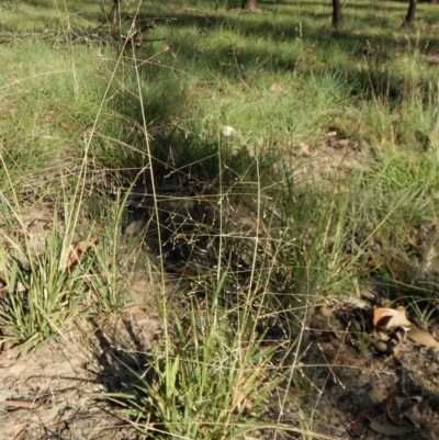 Panicum effusum (Hairy Panic Grass) at Cook, ACT - 22 Jan 2019 by CathB