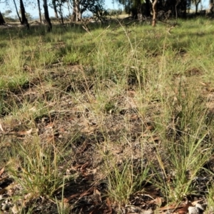 Panicum effusum at Cook, ACT - 22 Jan 2019