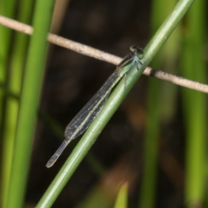 Ischnura aurora at Paddys River, ACT - 12 Jan 2019 09:12 AM