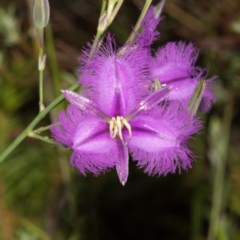 Thysanotus tuberosus subsp. tuberosus (Common Fringe-lily) at Paddys River, ACT - 12 Jan 2019 by RFYank