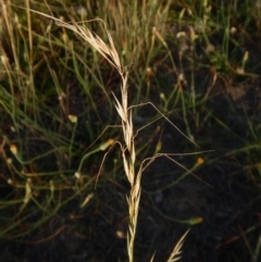 Austrostipa bigeniculata (Kneed Speargrass) at Cook, ACT - 16 Jan 2019 by CathB