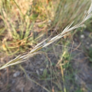 Austrostipa bigeniculata at Cook, ACT - 17 Jan 2019