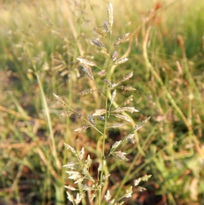 Eragrostis cilianensis (Stinkgrass) at Cook, ACT - 16 Jan 2019 by CathB