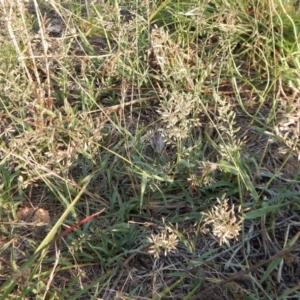 Eragrostis cilianensis at Cook, ACT - 17 Jan 2019